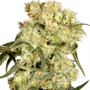 Dutch Passion - Freddy S Best