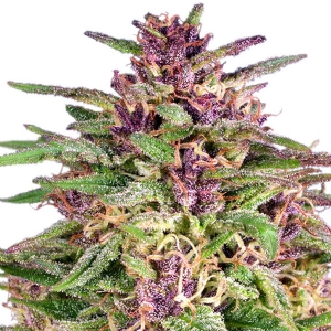 Dutch Passion - Frisian Dew