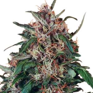 Dutch Passion - Hollands Hope Regolare