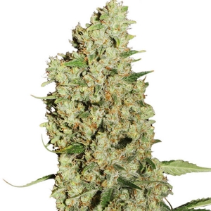 Dutch Passion - Jorge`S Diamonds#1