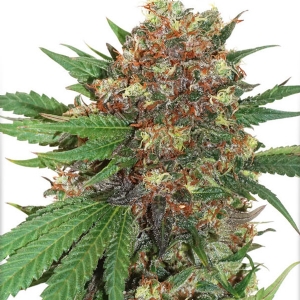 Dutch Passion - Master Kush