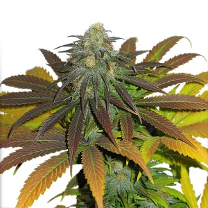 Dutch Passion - Californian Orange