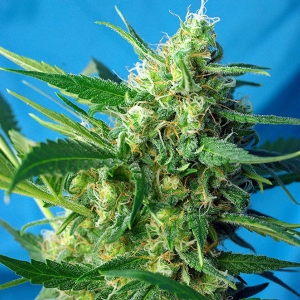 Sweet Seeds - Ice Cool Auto