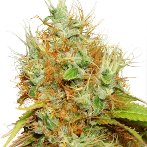 Dutch Passion - Mazar Regolare