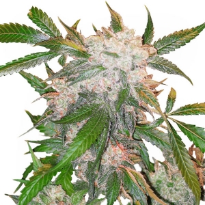 Dutch Passion - White Widow Regolare