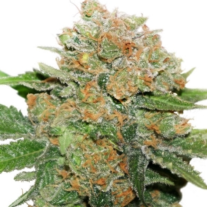 Dutch Passion - Night Queen