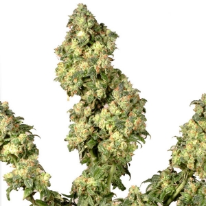 Dutch Passion - Ultra Skunk