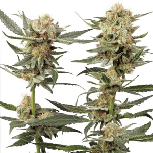 Dutch Passion - Ortega Indica