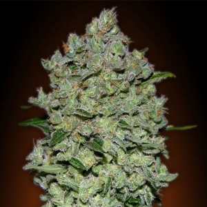 Advanced Seeds - BioDiesel Mass Auto