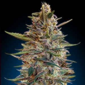 Advanced Seeds - Blue Diesel Auto