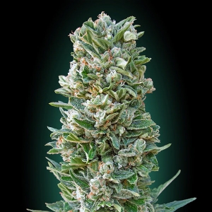 Advanced Seeds - Heavy Bud Auto