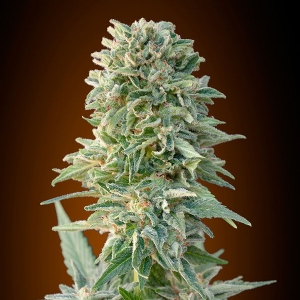 Advanced Seeds - Jack Herer Auto