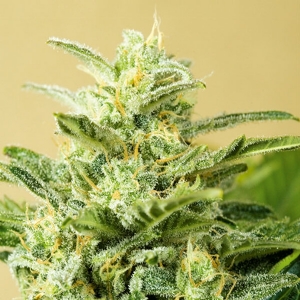 Advanced Seeds - Low Girl Auto