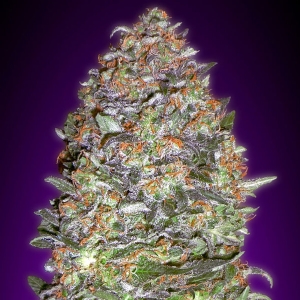 Advanced Seeds - NYC Diesel Auto