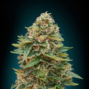 Advanced Seeds - Skunk 47 Auto