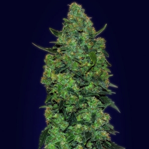 Advanced Seeds - Skunk Mass Auto