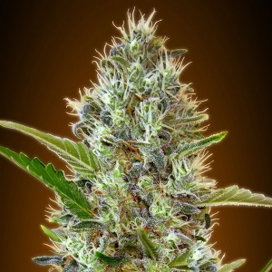 Advanced Seeds - Somango Auto