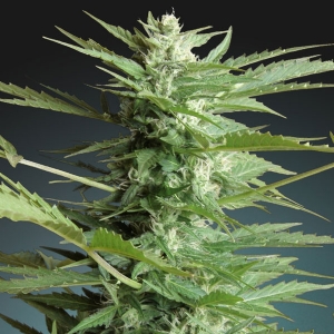 Advanced Seeds - Sweet Dwarf Auto