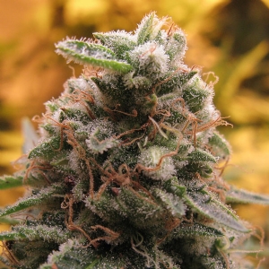 Advanced Seeds - Top 69 Auto