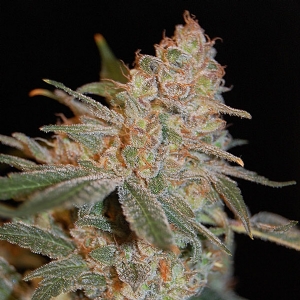 Advanced Seeds - Black Diesel