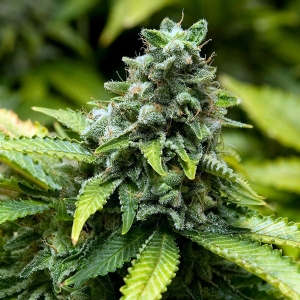 Advanced Seeds - Early Widow