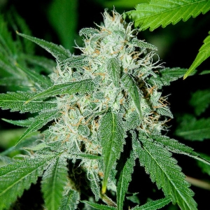 Advanced Seeds - Haze Mist