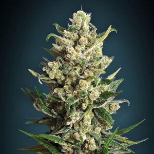 Advanced Seeds - Ice Kush