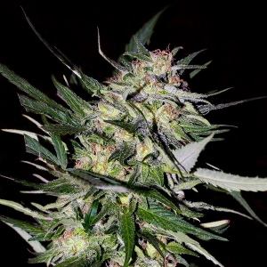 Advanced Seeds - Jack Plant