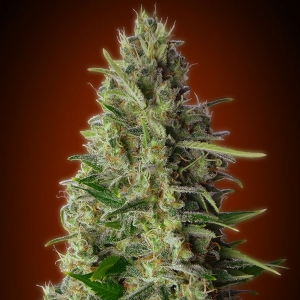 Advanced Seeds - Kali 47