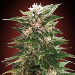Advanced Seeds - Kaya 47