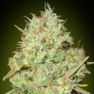 Advanced Seeds - Shark Widow