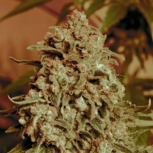 Advanced Seeds - Somango Widow