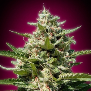 Advanced Seeds - White Kush