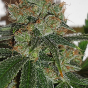 Resin Seeds - Bubblicious