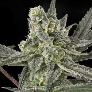 Ripper Seeds - Old School