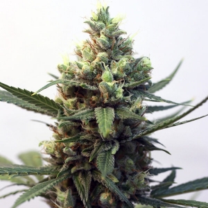 Ripper Seeds - Toxic