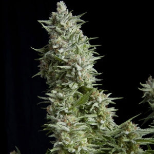 Pyramid Seeds - Alpujarrena