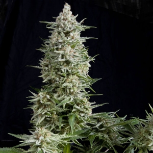 Pyramid Seeds - Amnesia Gold