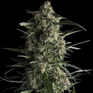 Pyramid Seeds - Galaxy