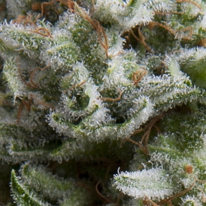 Pyramid Seeds - Anesthesia Auto