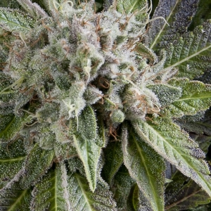 Pyramid Seeds - Blue Pyramid Auto