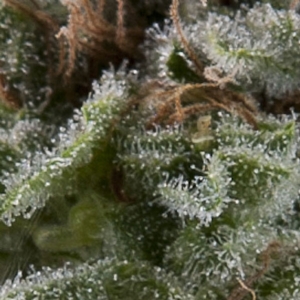 Pyramid Seeds - Lennon Auto