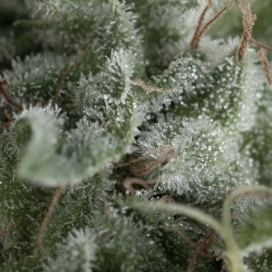 Pyramid Seeds - Nefertiti Auto