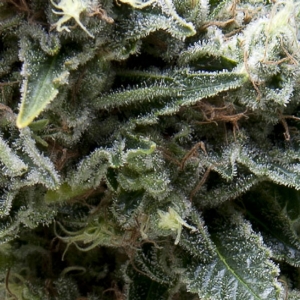 Pyramid Seeds - New York City Auto