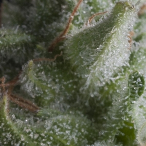 Pyramid Seeds - Auto Shark - Automatica