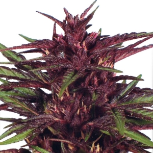 Dutch Passion - Twilight