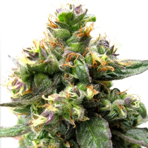 Dutch Passion - Trance