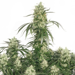 Dutch Passion - The Ultimate