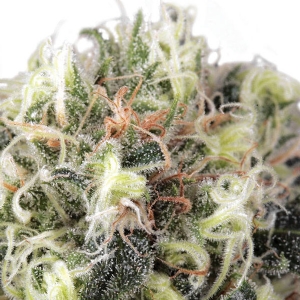 Dutch Passion - Snow Bud