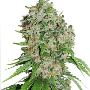 Dutch Passion - Outlaw (amnesia